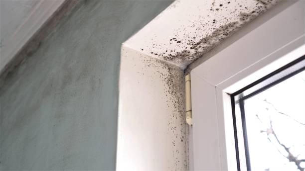 Best Post-Flood Mold Remediation in Bremen, IN
