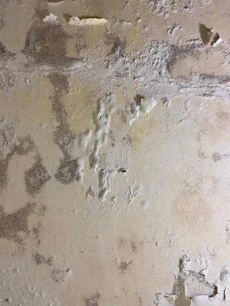 Best Kitchen Mold Remediation in Bremen, IN