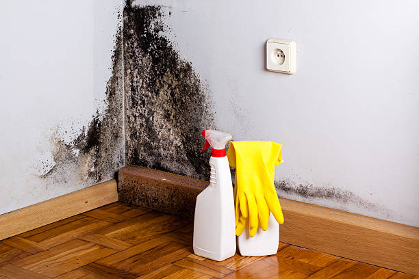 Best Kitchen Mold Remediation in Bremen, IN